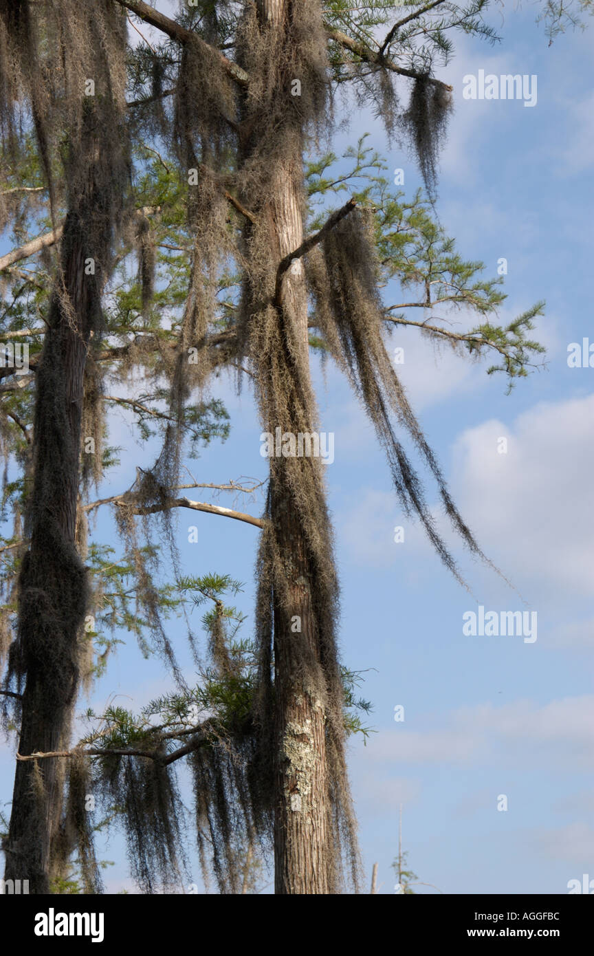 Cypress trees with Spanish moss Monroe County Louisiana Stock Photo Alamy