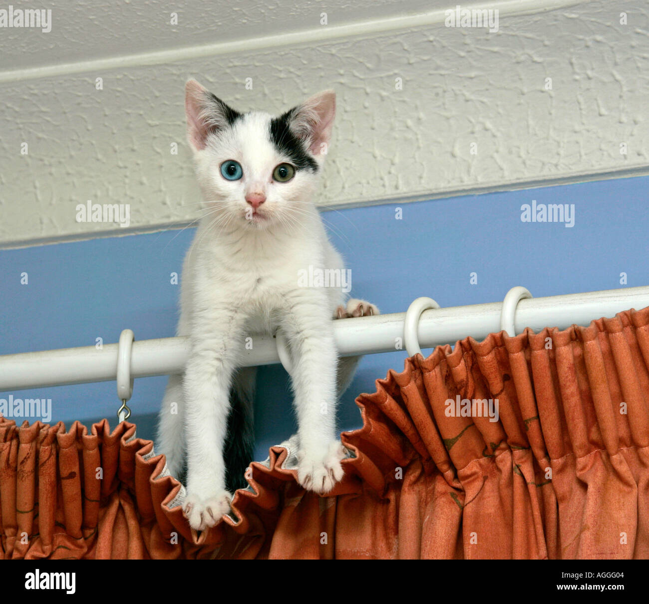Young black and white kitten(Felis catus) pleased with herself sitting on curtain pole after climbing up the curtains Stock Photo
