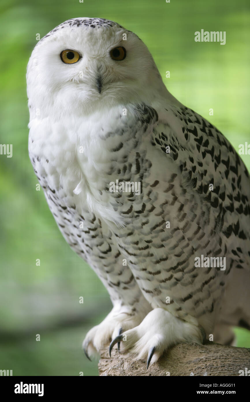 Snowy owl - Nyctea scandiaca Stock Photo - Alamy