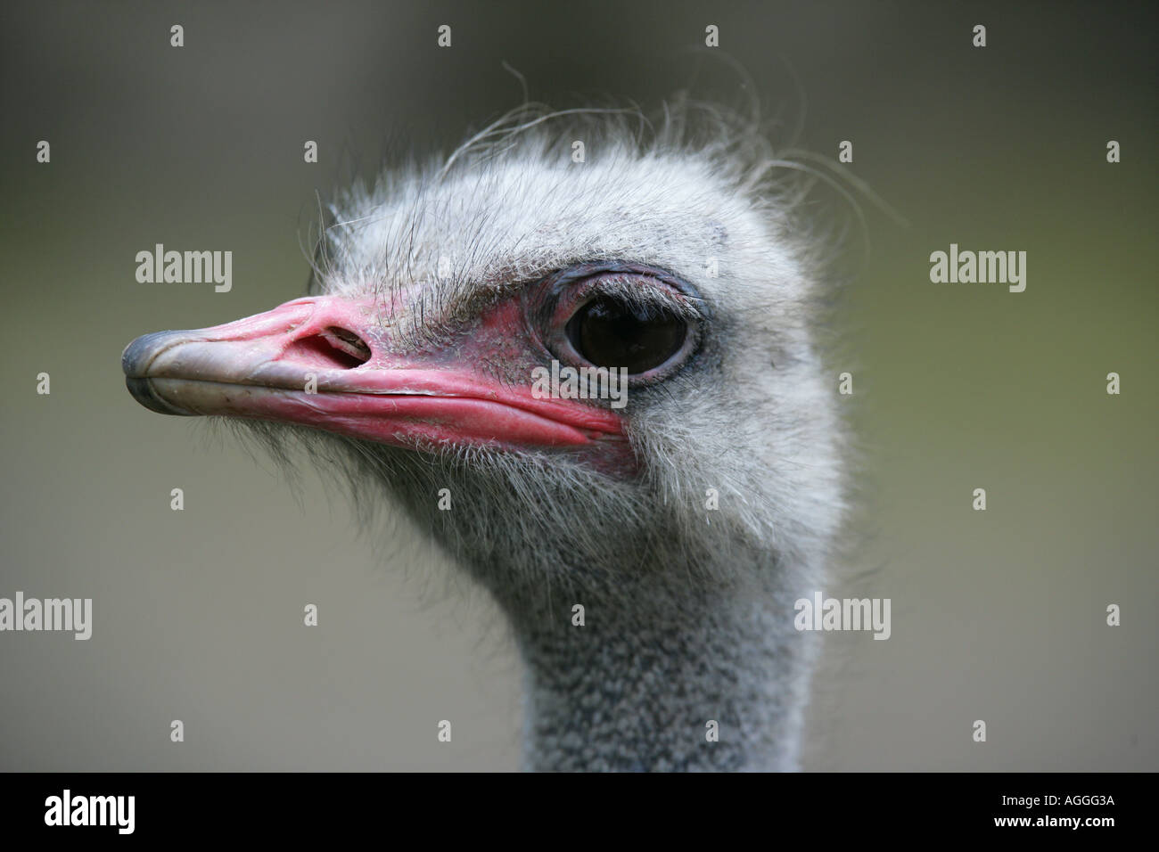 Head of Ostrich - Struthio camelus Stock Photo