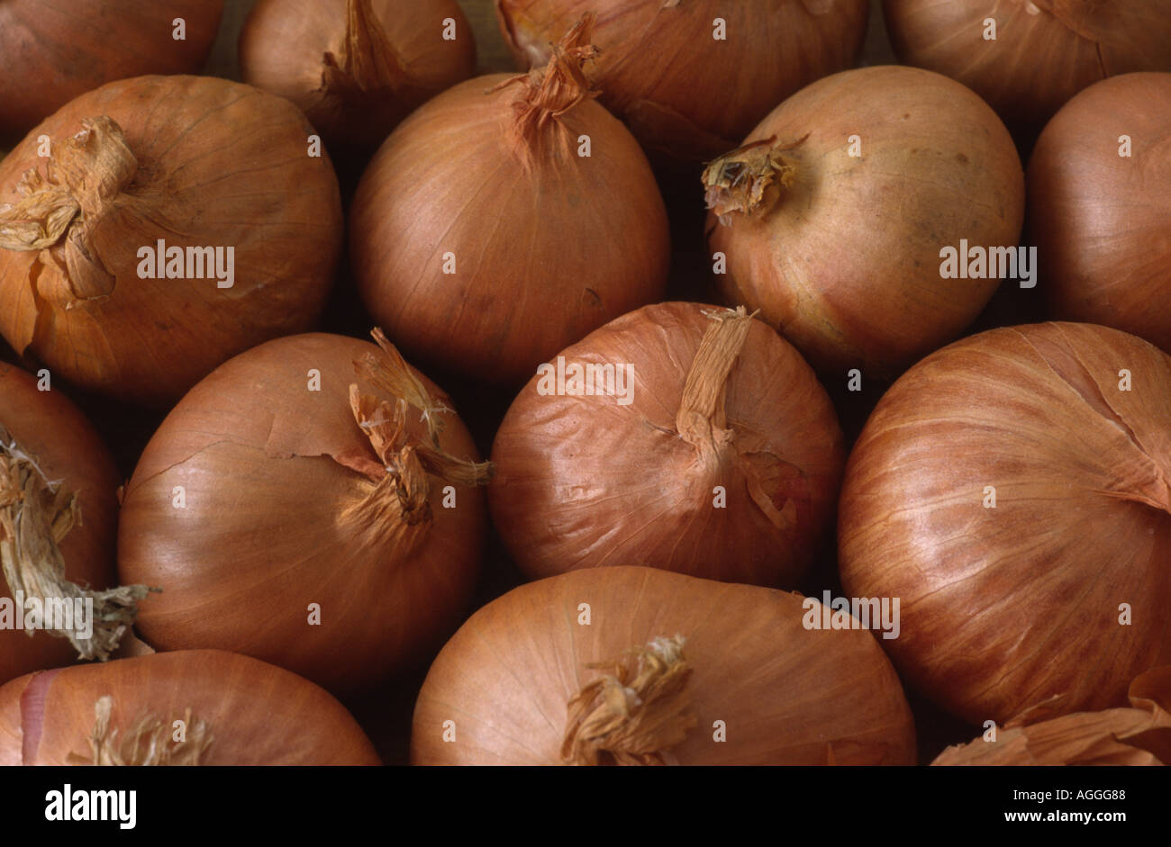 Allium cepa (Aggregatum group) 'Red Sun'. Shallot sets ready for planting Stock Photo Alamy