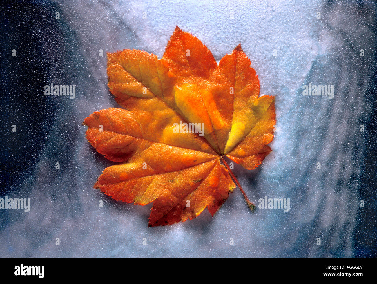 maple leaf frozen in ice Stock Photo - Alamy