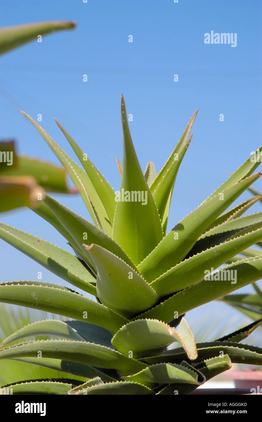 Aloe Vera plant, Santorini island, Greece Stock Photo