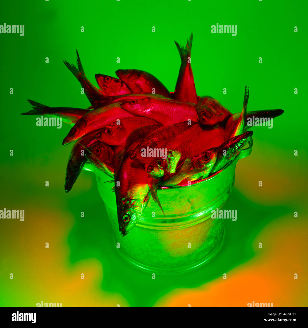 Red herrings in a bucket. Concept Stock Photo Alamy