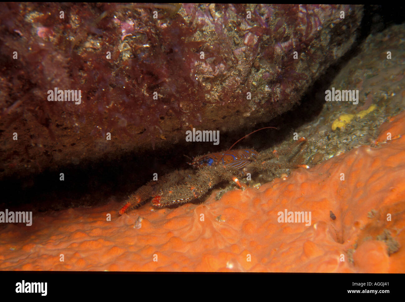 An example of Galathea strigosa in a typical crevice where it lives during the day Guetaria Euzkadi Spain Stock Photo
