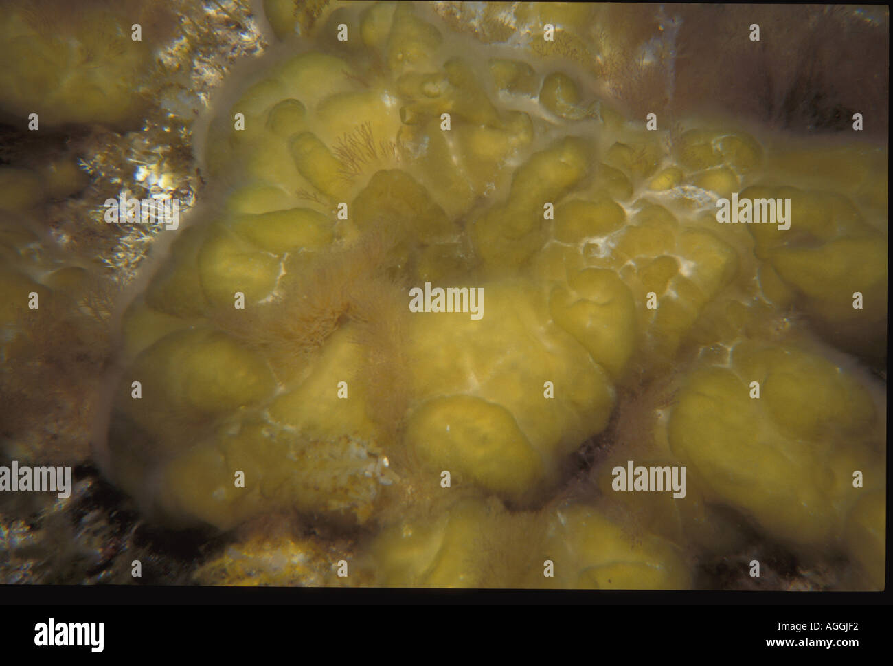 Leathesia difformis Ricardo Fernandez VWPics Stock Photo Alamy