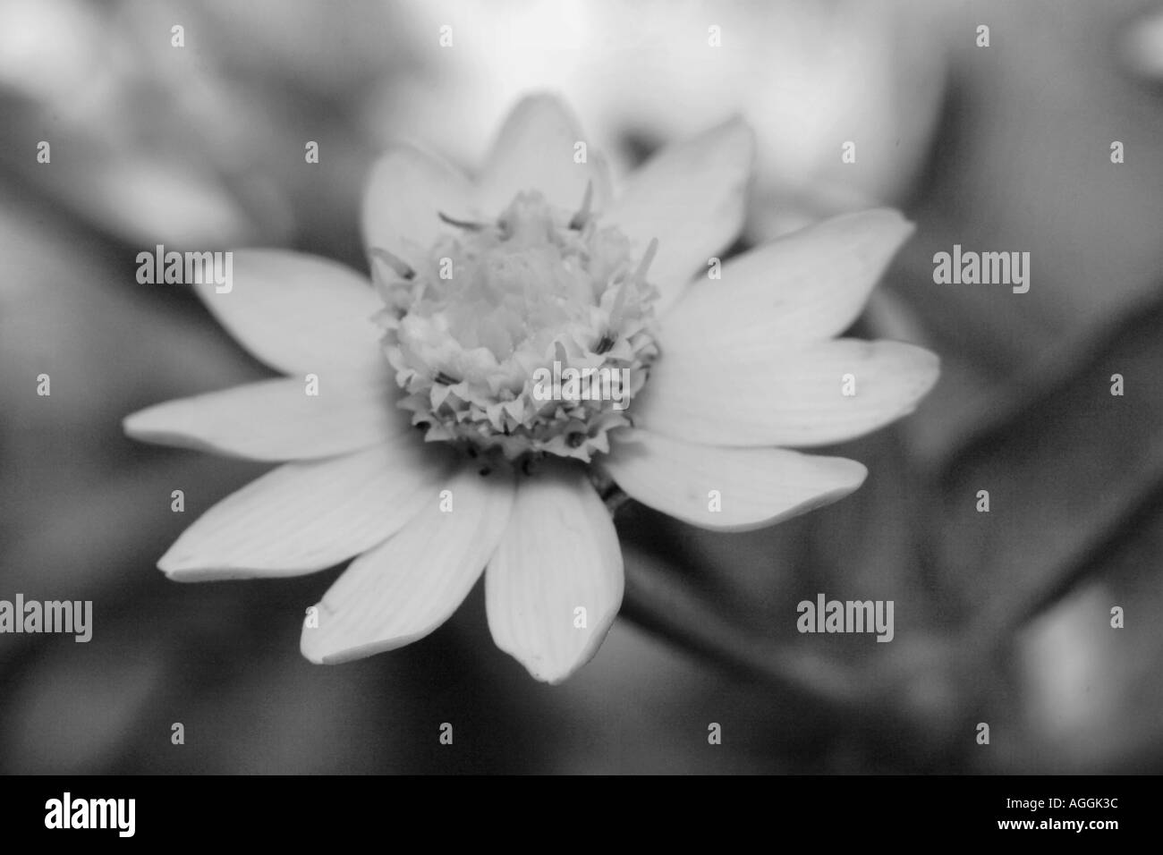 Daisy flower black and white Stock Photo Alamy