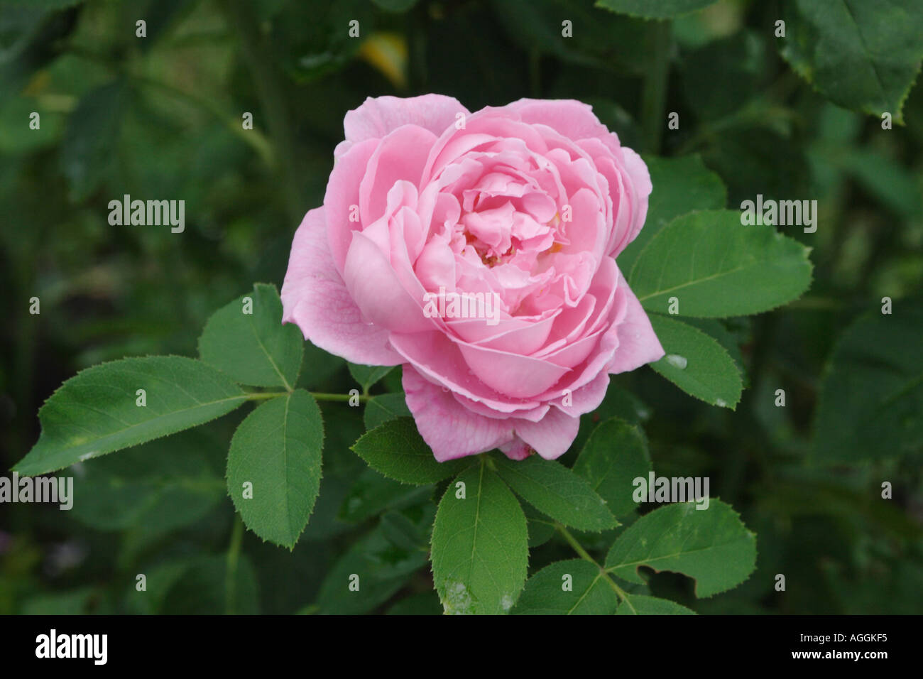 Tournament of Roses Rose Grandiflora pink Stock Photo - Alamy