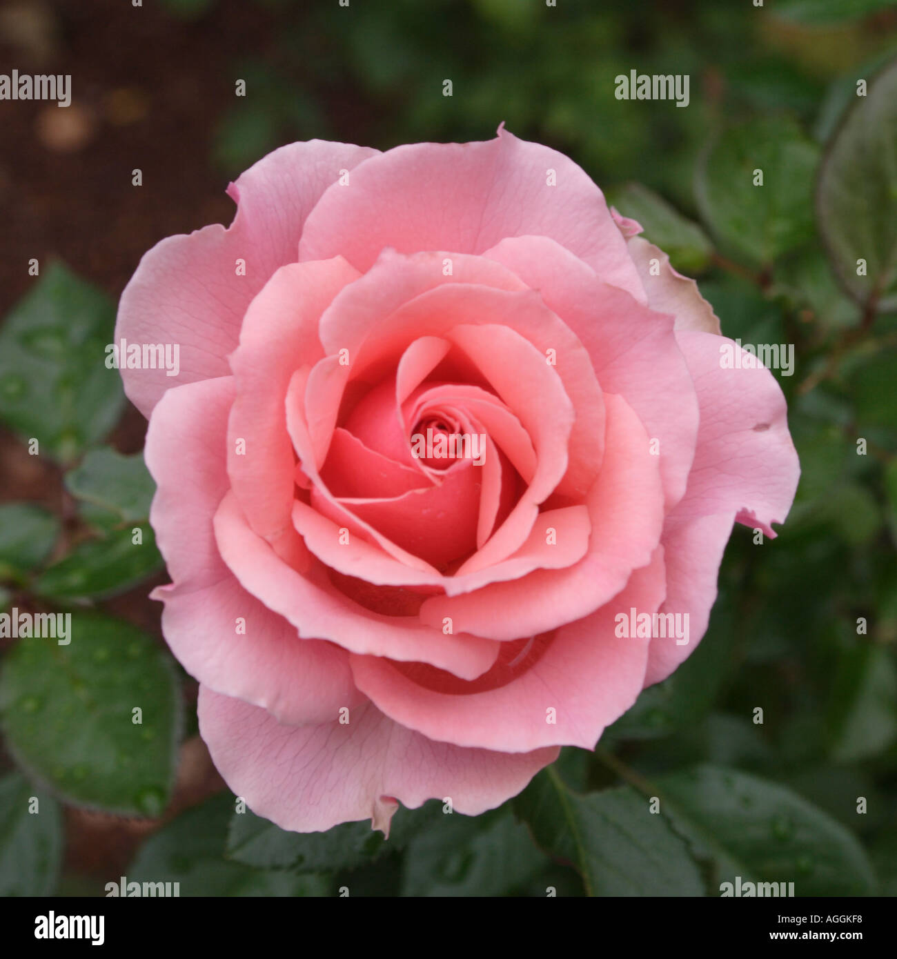 Tournament of Roses Rose Grandiflora pink Stock Photo Alamy