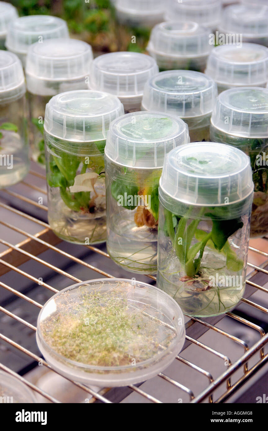 samples containing genetically modified / engineered sprouts of plants in laboratory Stock Photo