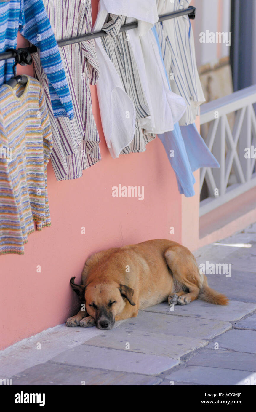 dog sleeping on pedestrian street, village of Oia, Santorini island, Greece Stock Photo