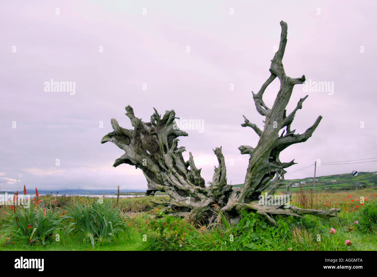 tree root, Ireland Stock Photo - Alamy