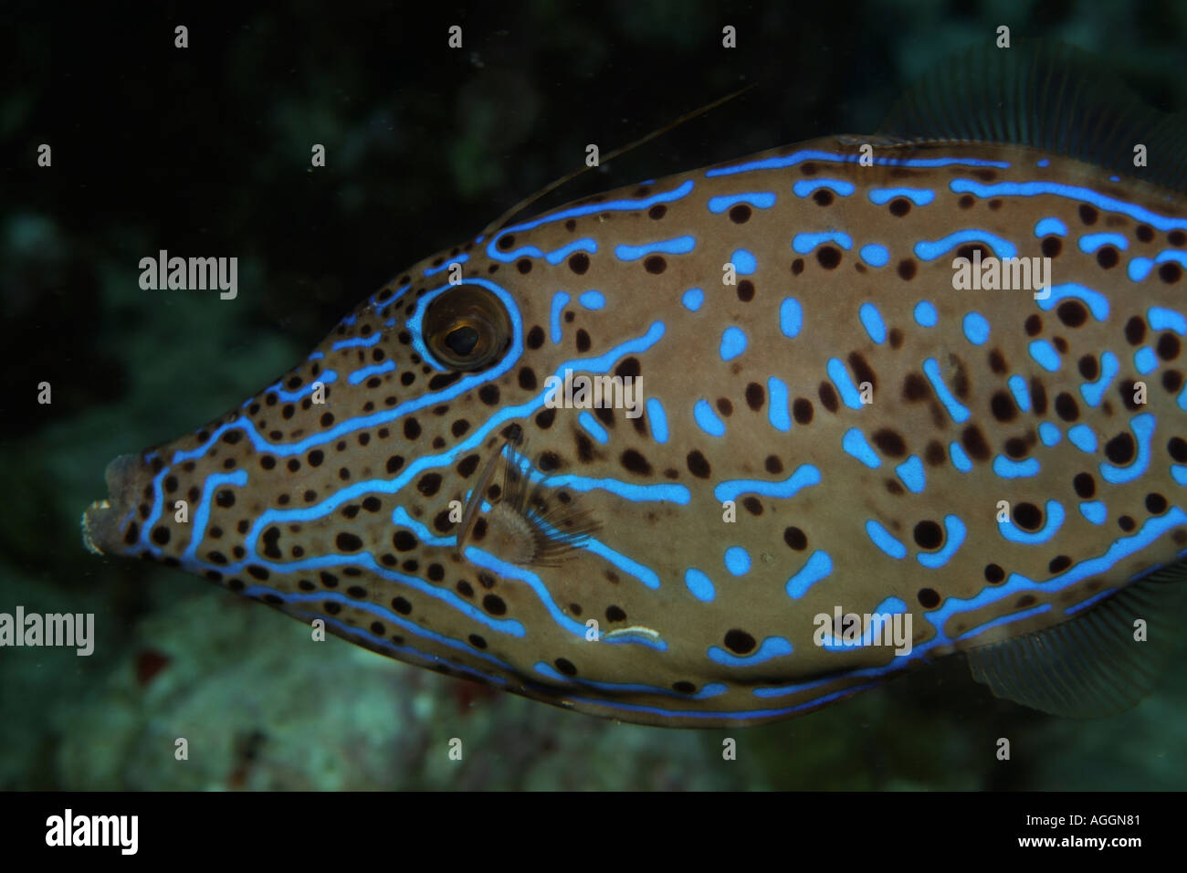 Brightly colored Scribbled Leatherjacket (Aluteres scriptus) swimming in tropical waters Stock Photo