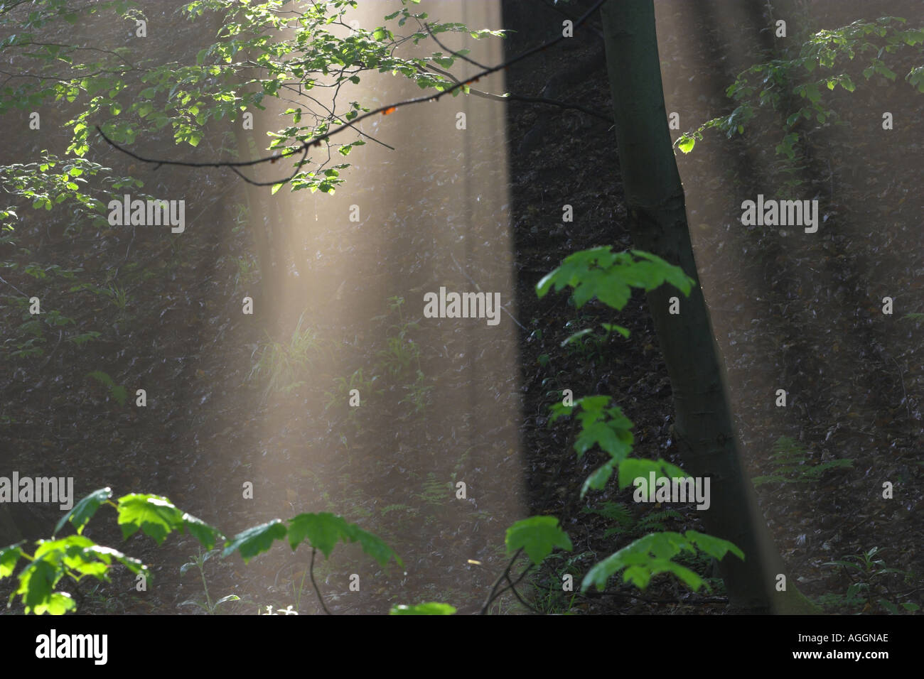 rays in deciduous forest, Germany, Saxony. Stock Photo