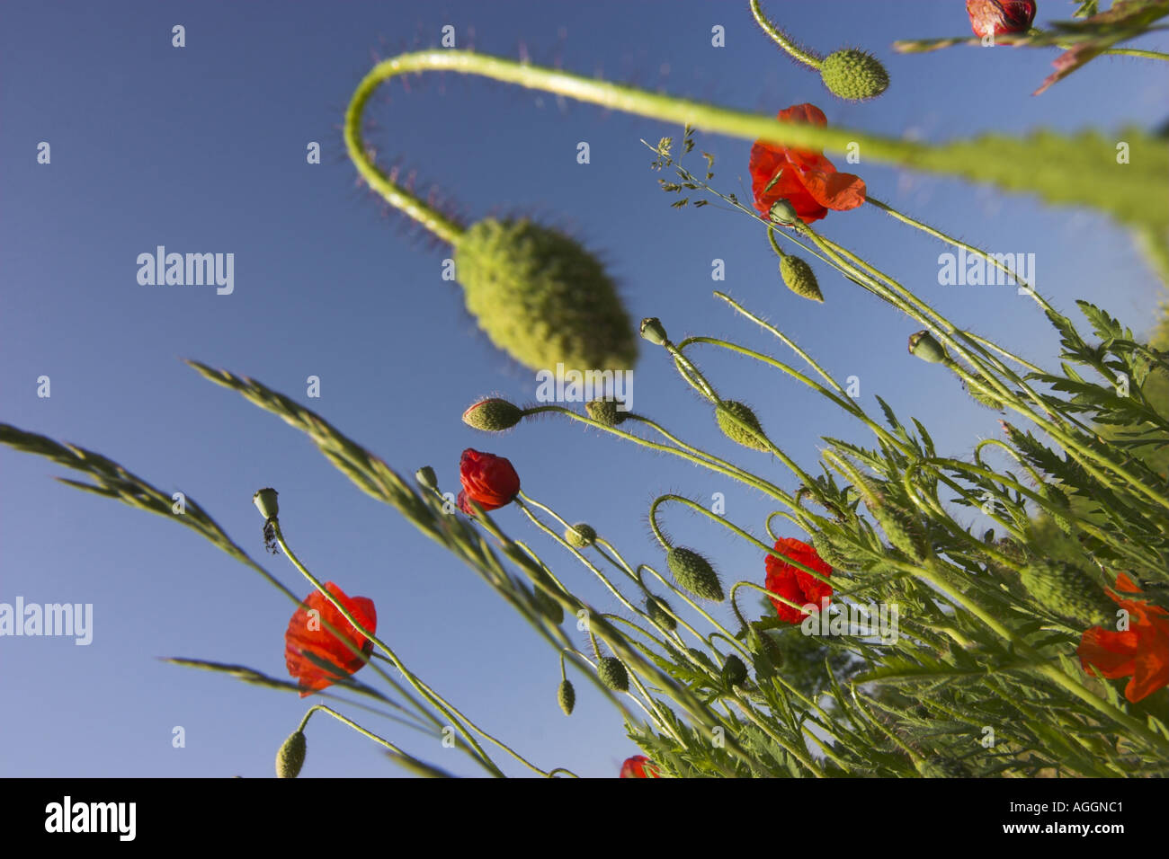 common poppy, corn poppy, red poppy (Papaver rhoeas), poppy meadow, Germany, Saxony, Vogtland. Stock Photo