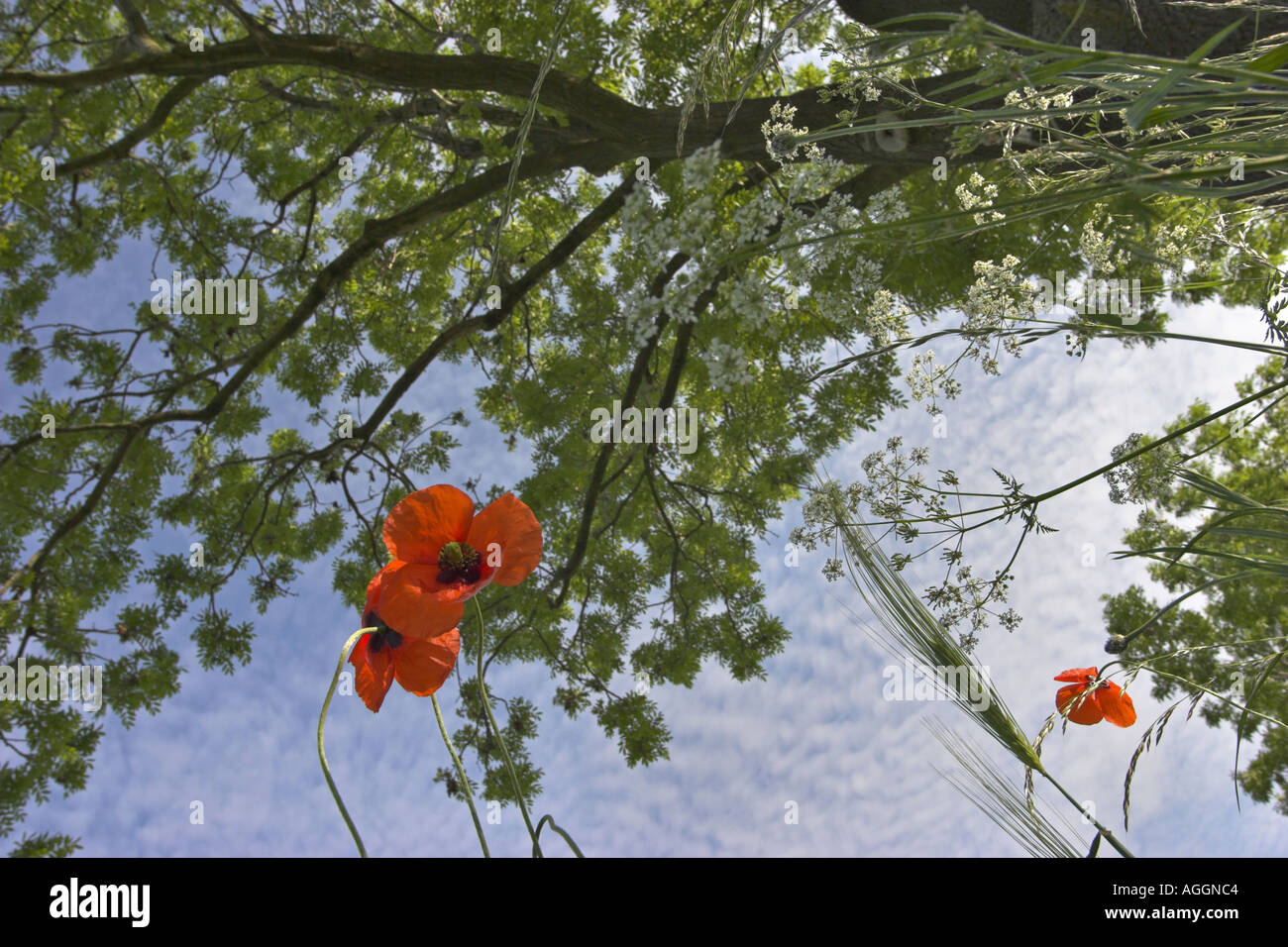 common poppy, corn poppy, red poppy (Papaver rhoeas), blossom with tree canopy, worm's eye view, Germany, Saxony, Vogtland. Stock Photo
