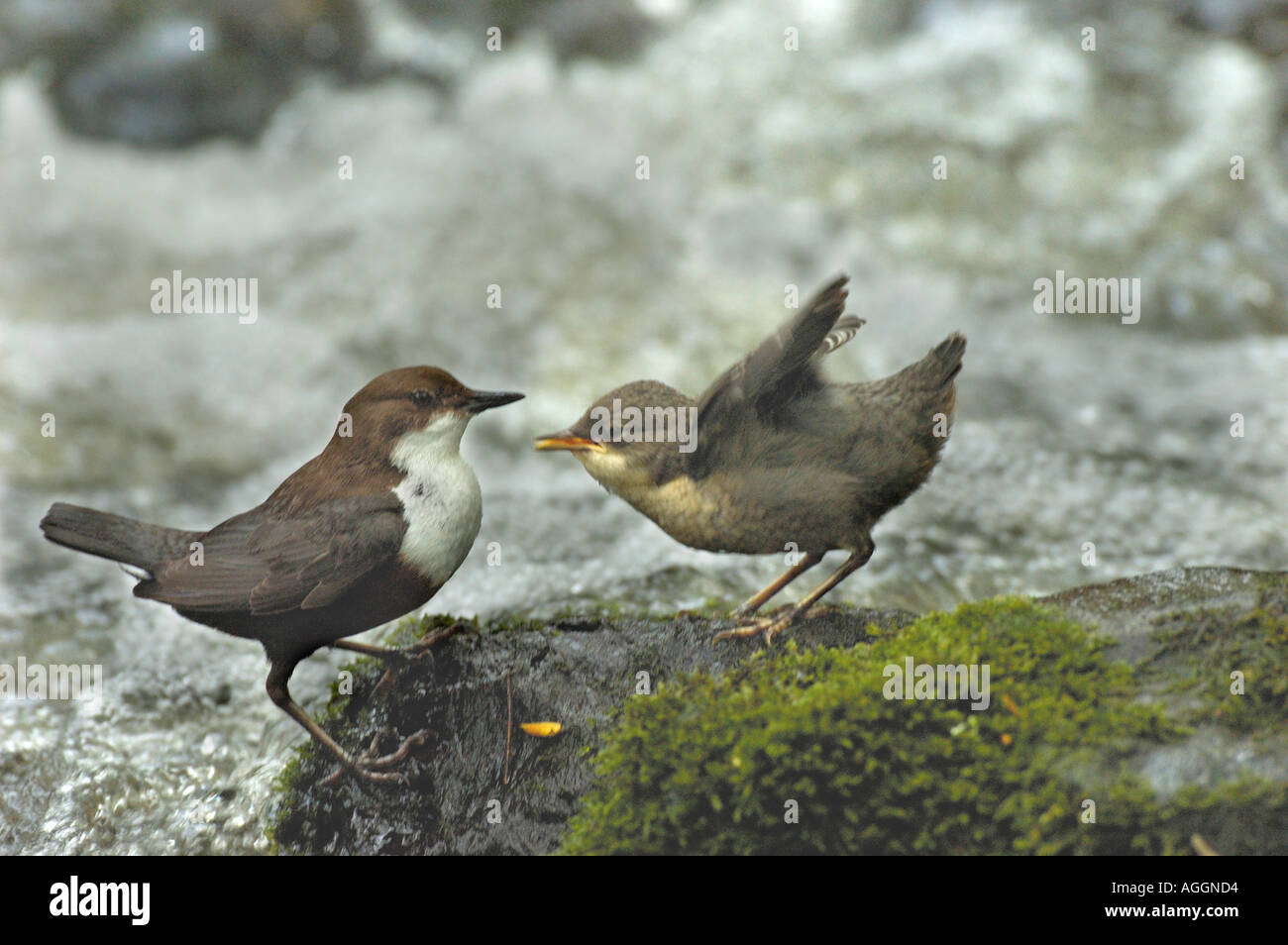 dipper (Cinclus cinclus), adult bird feeding young, Germany, East Westphalia, Apr 05. Stock Photo