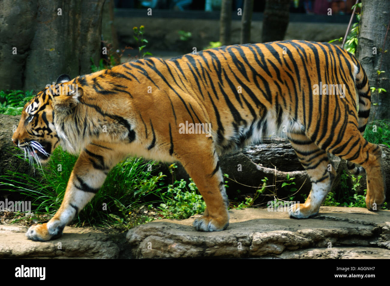 tiger, Ueno Zoo, Tokyo, Japan Stock Photo