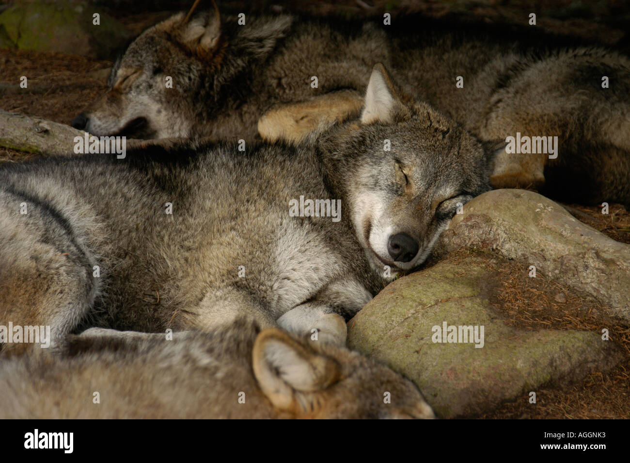Sleeping Wolves