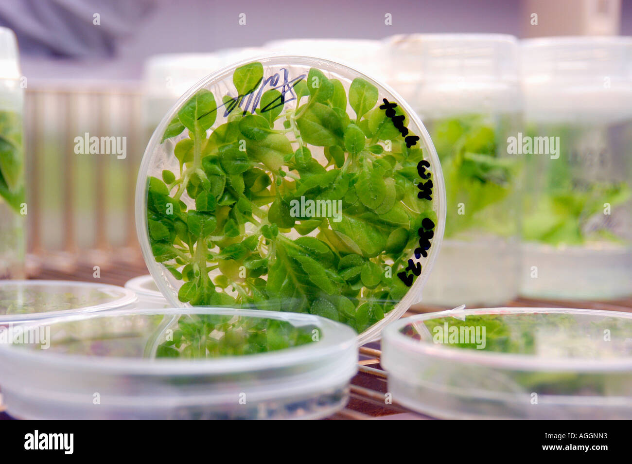 samples containing genetically modified / engineered sprouts of plants in laboratory Stock Photo