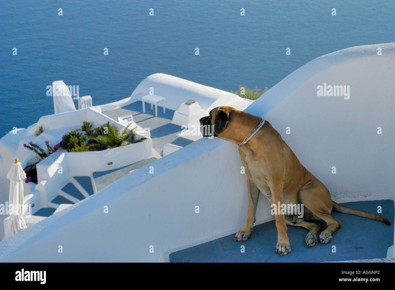 dog relaxing against wall, village of Oia, Santorini island, Greece Stock Photo