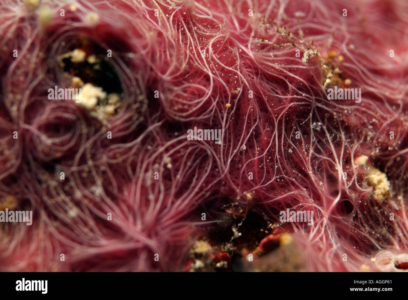 Maldives Rasdhoo Atoll Veligandu A Coral Eating Sponge Haliclona Nematifera Stock Photo