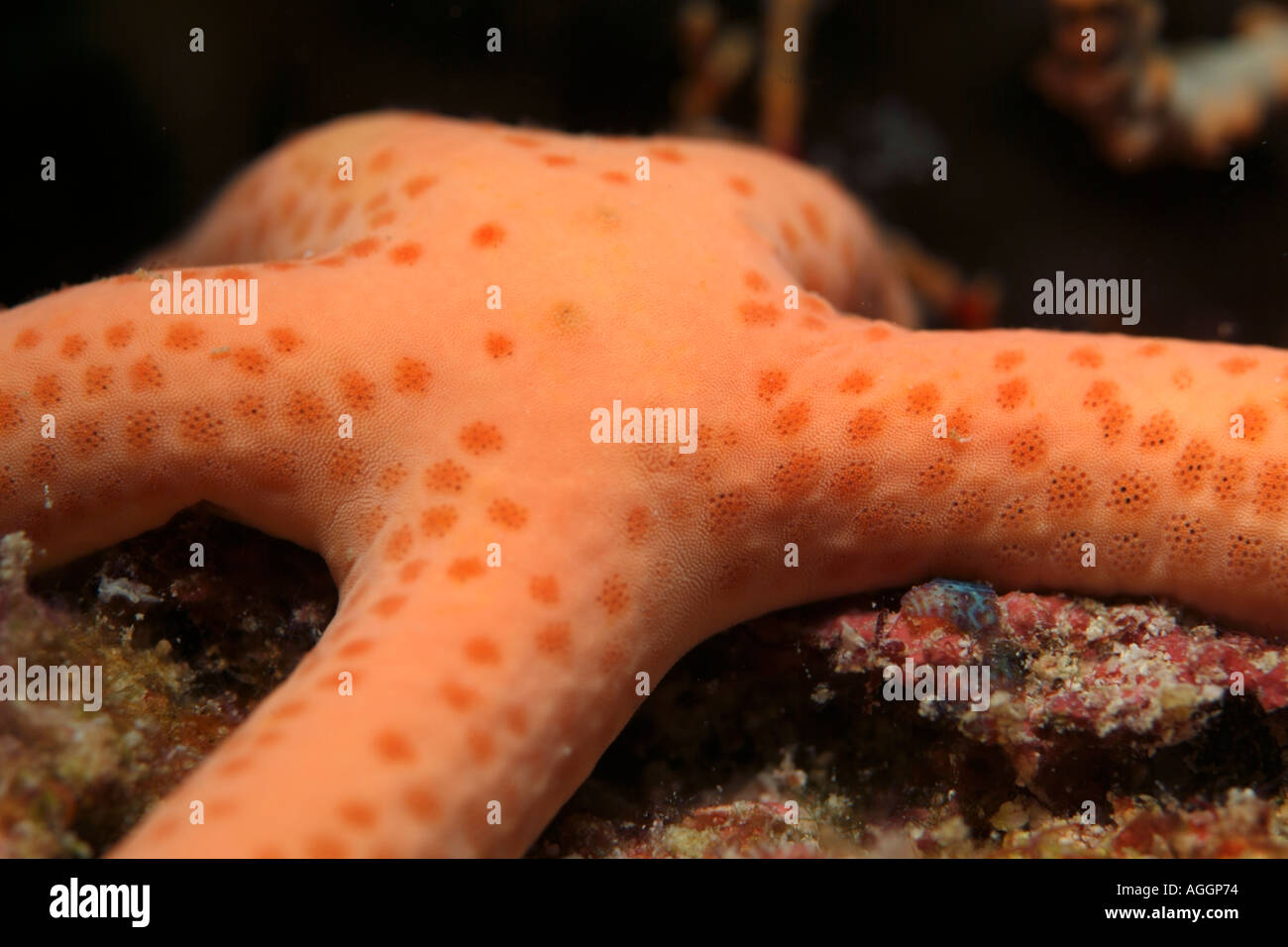 Bright orange Multi Pore Sea Star (Linckia multifora), Dahofanu, Baa Atoll, Maldives. Stock Photo