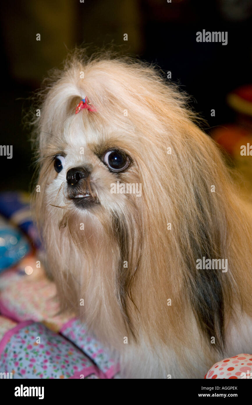 Cross eyed long haired dog; 