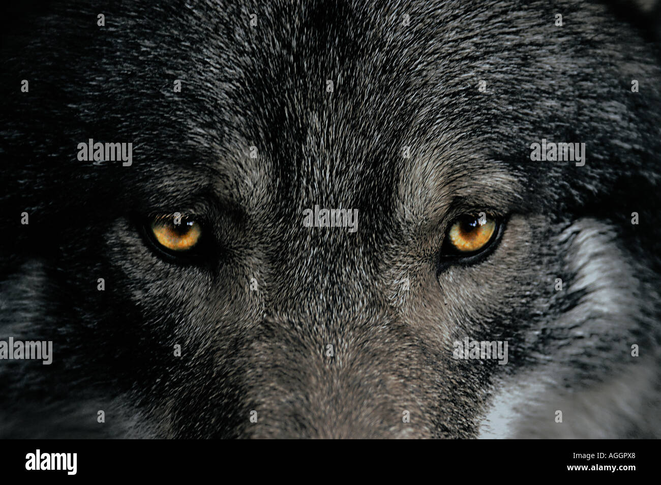 Wolf (alfa male) on watch Stock Photo