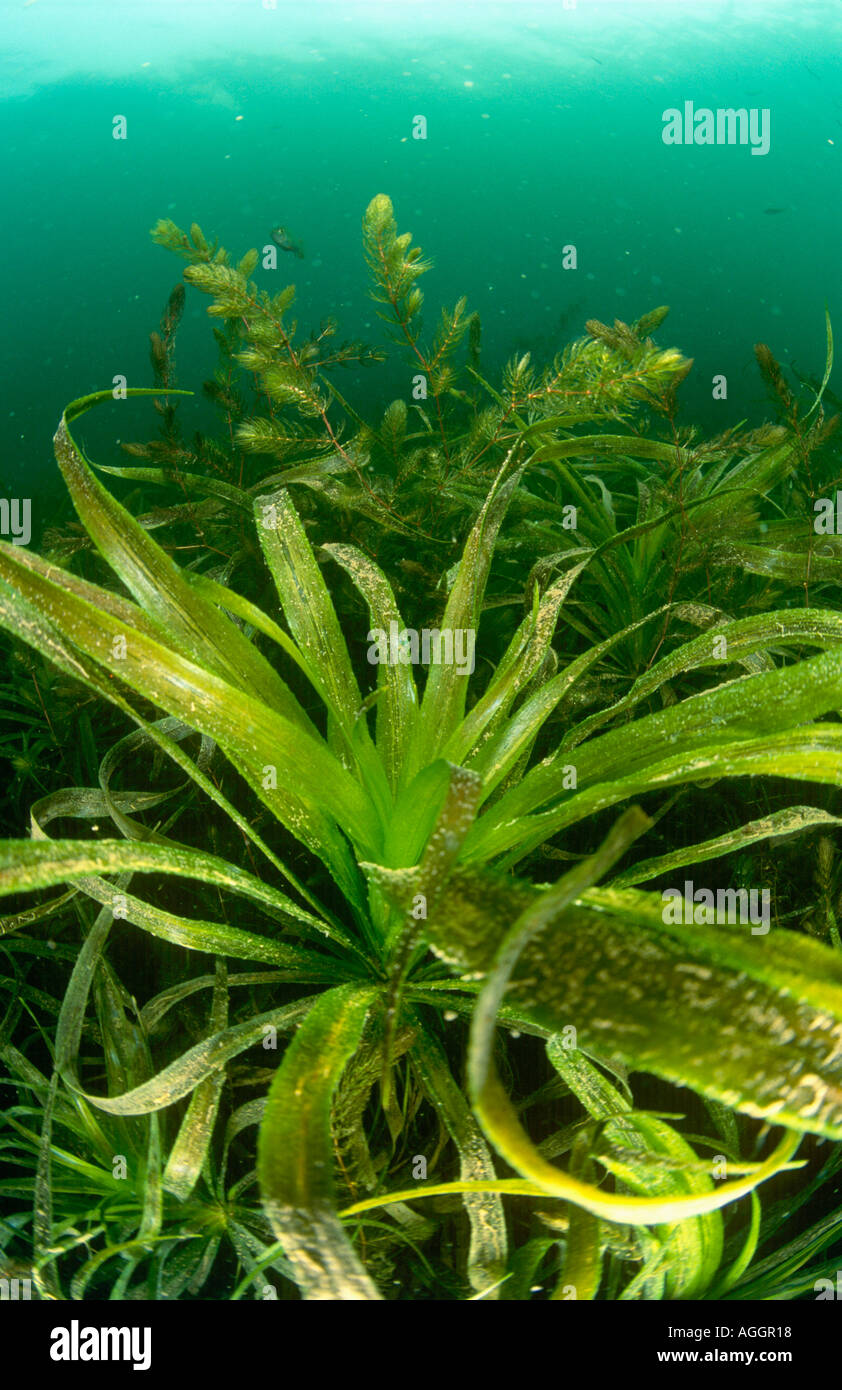 crab's-claw, water-soldier (Stratiotes aloides), under water, habit in a mesotrophic lake in the Feldberger Lake landscape, Ger Stock Photo