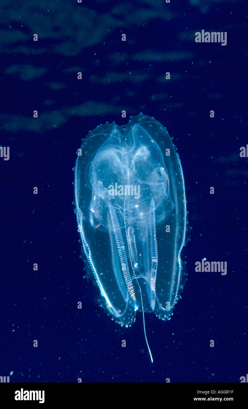 vitreous lobate combjelly, warty comb jelly (Leucothea multicornis