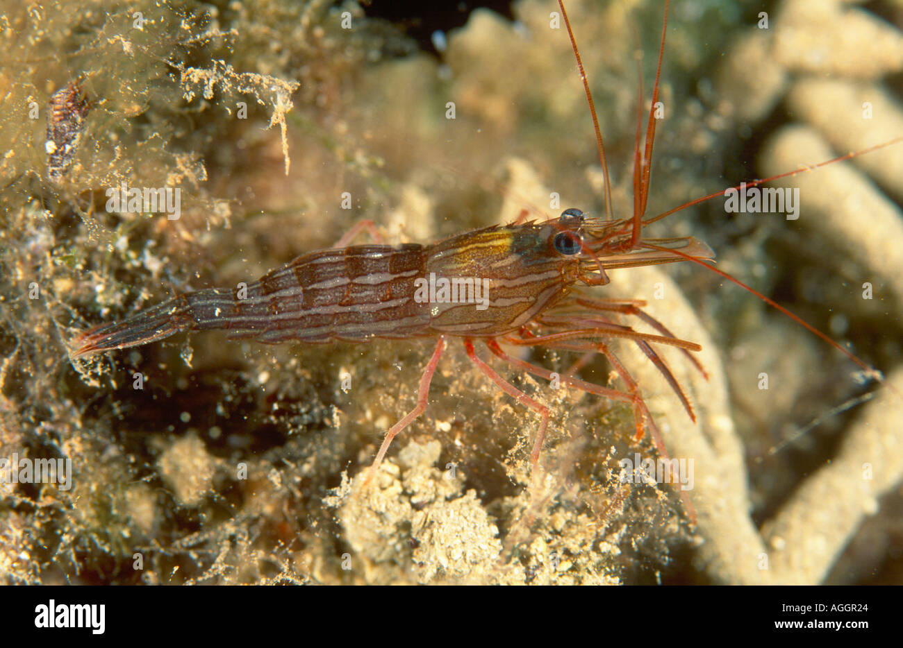 Mediterranean cleaner shrimp, Mediterranean rock shrimp, Monaco cleaner shrimp (Lysmata seticaudata), Greece, Creta, Mediterran Stock Photo