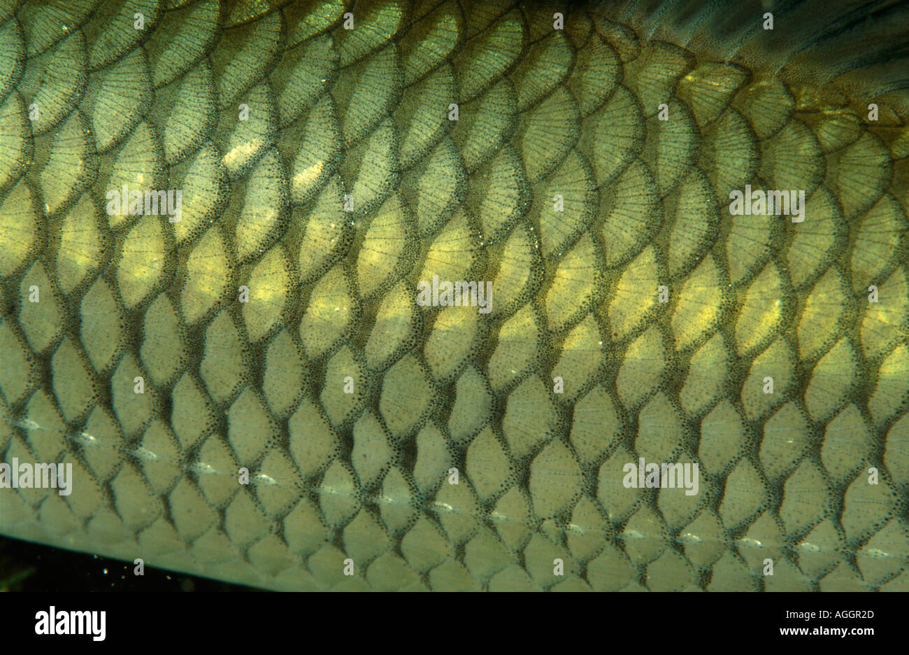 chub (Leuciscus cephalus), detail of scales,, Austria, Grundlsee Stock Photo