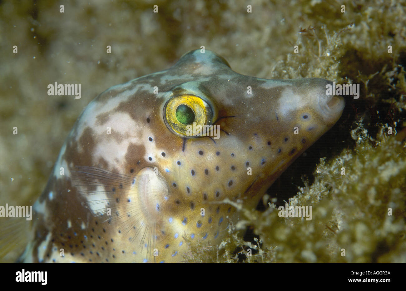 sharpnose puffer (Canthigaster rostrata), portrait, Spain, Teneriffa ...
