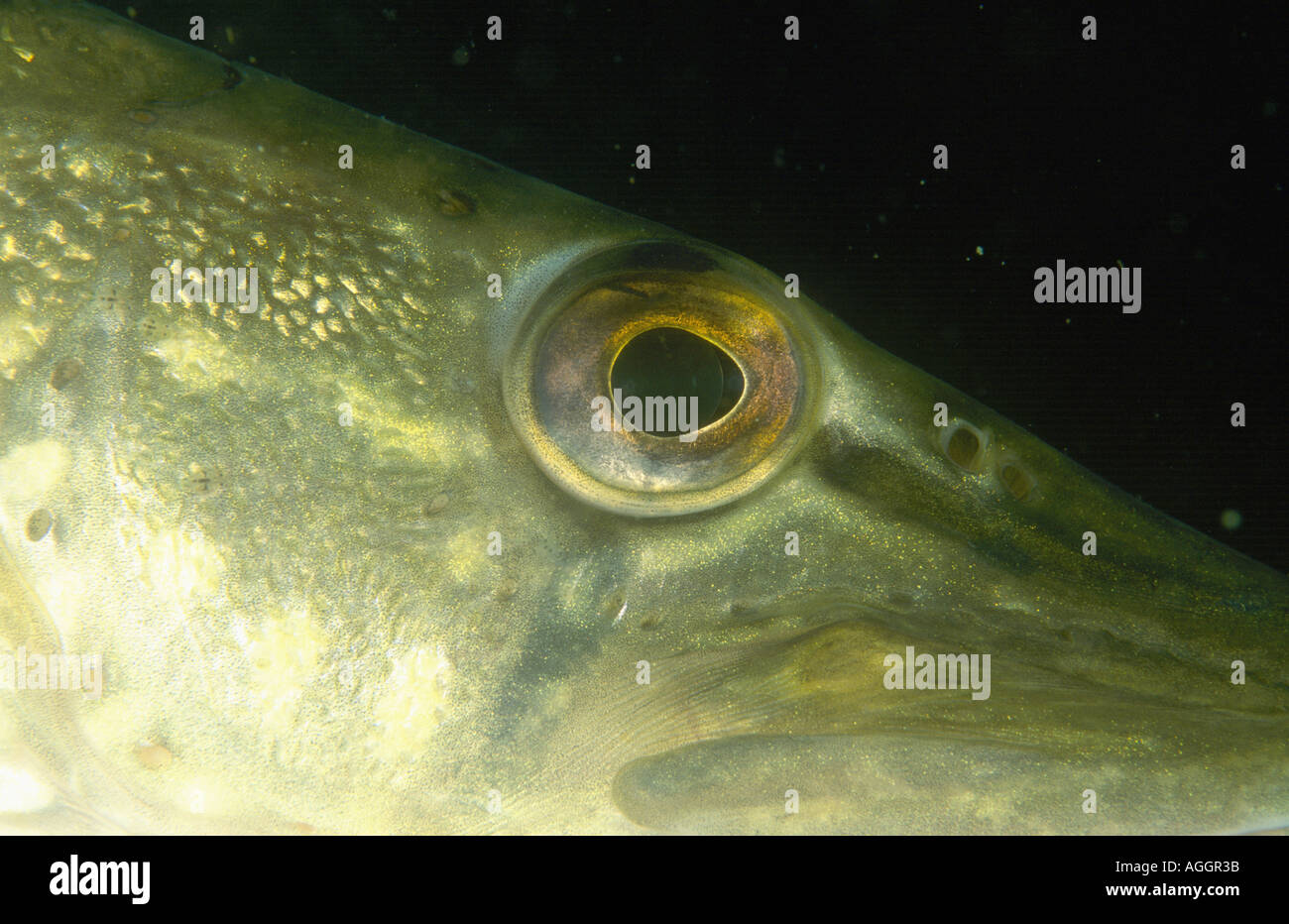 Pike fish head hi-res stock photography and images - Page 12 - Alamy