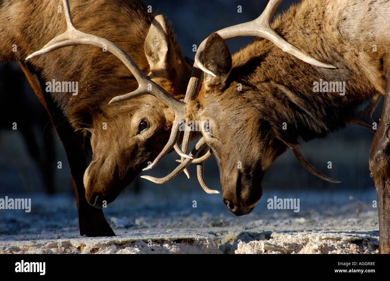 Elk fighting hires stock photography and images Alamy