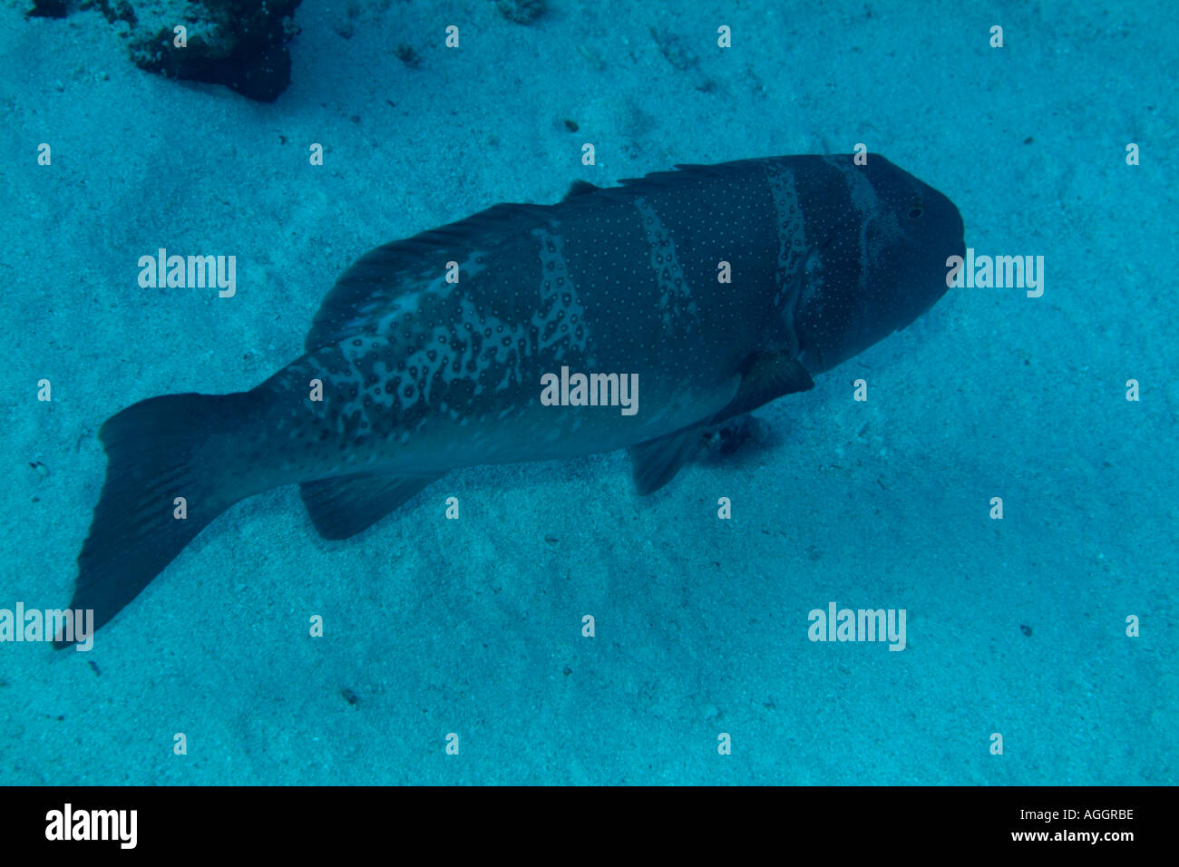 Maldives Rasdhoo Atoll Madivaru Black Saddle Coral Grouper Plectropomus Laevis Stock Photo