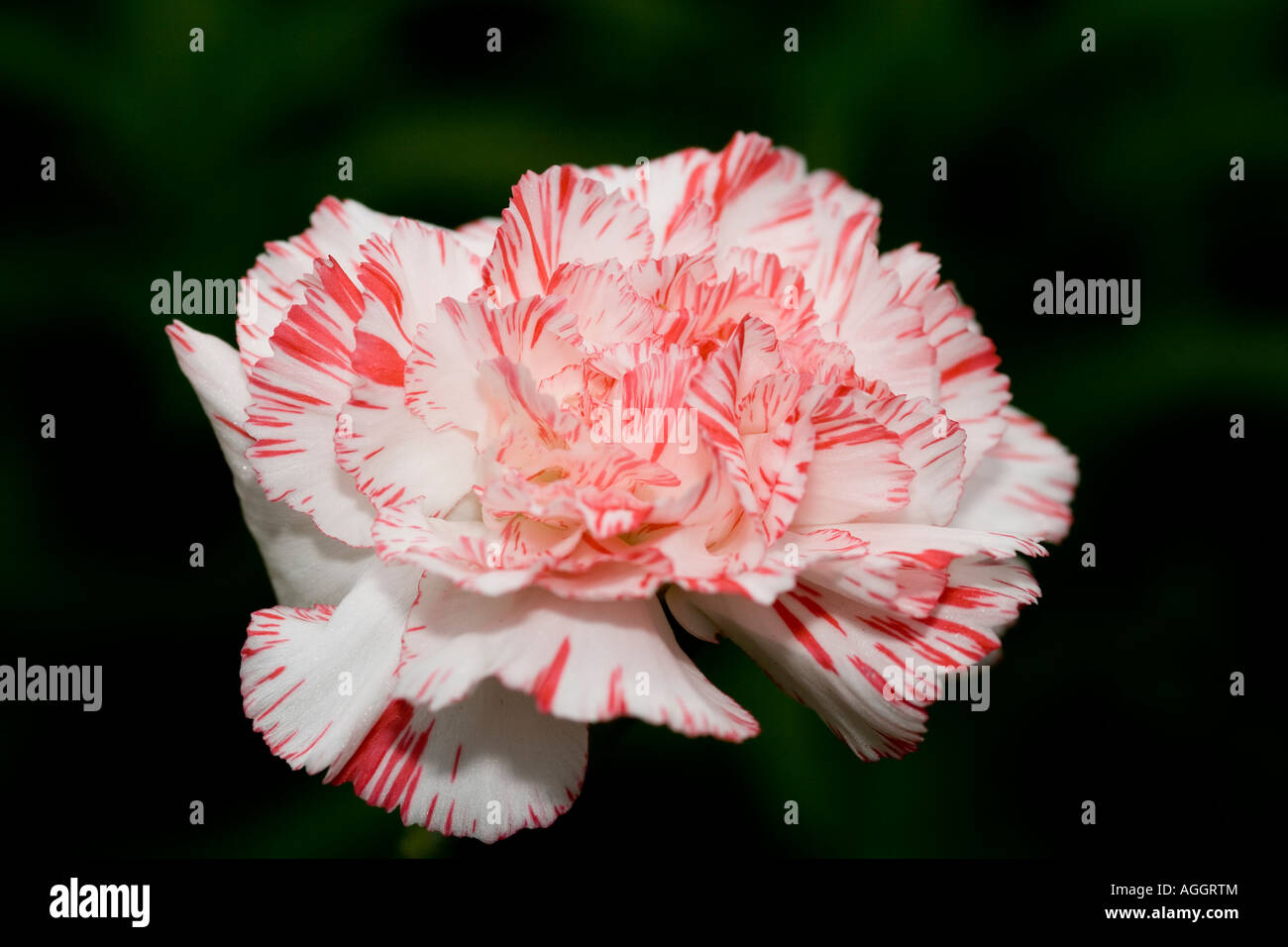 Carnation in bloom Stock Photo Alamy