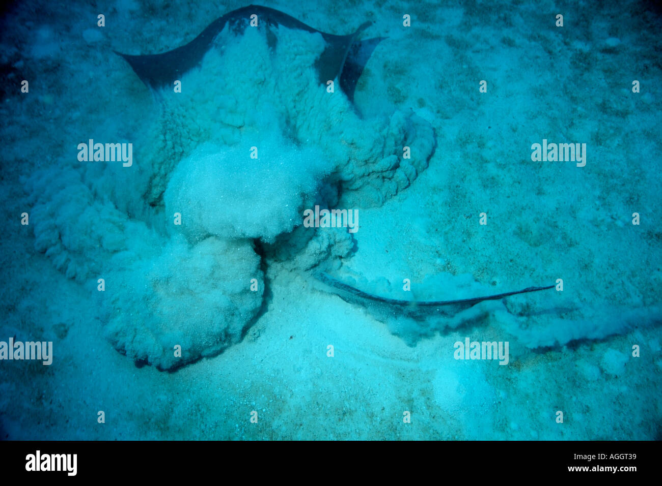 Maldives Ari Atoll Fish Head A Cowtail Stingray Pastinachus Sephen Camouflage Under The Sand Stock Photo