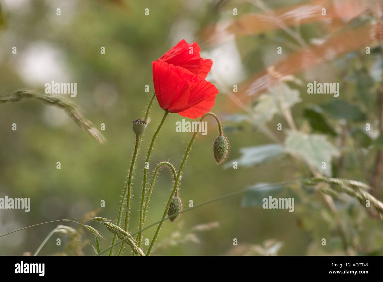 Red Poppy and seed cases Stock Photo