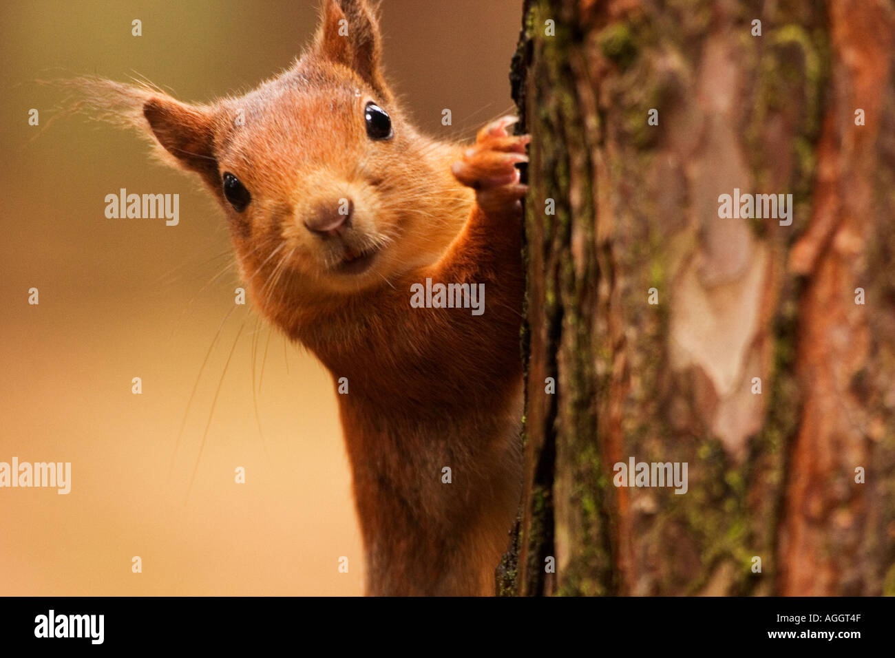 Red squirrel about to climb a tree Stock Photo