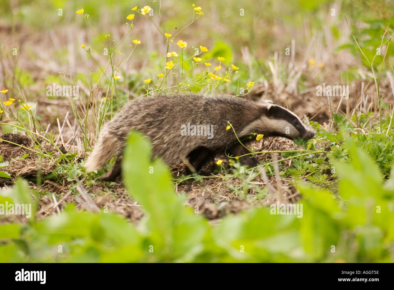 Young badger foraging for earthworms in broad daylight Stock Photo