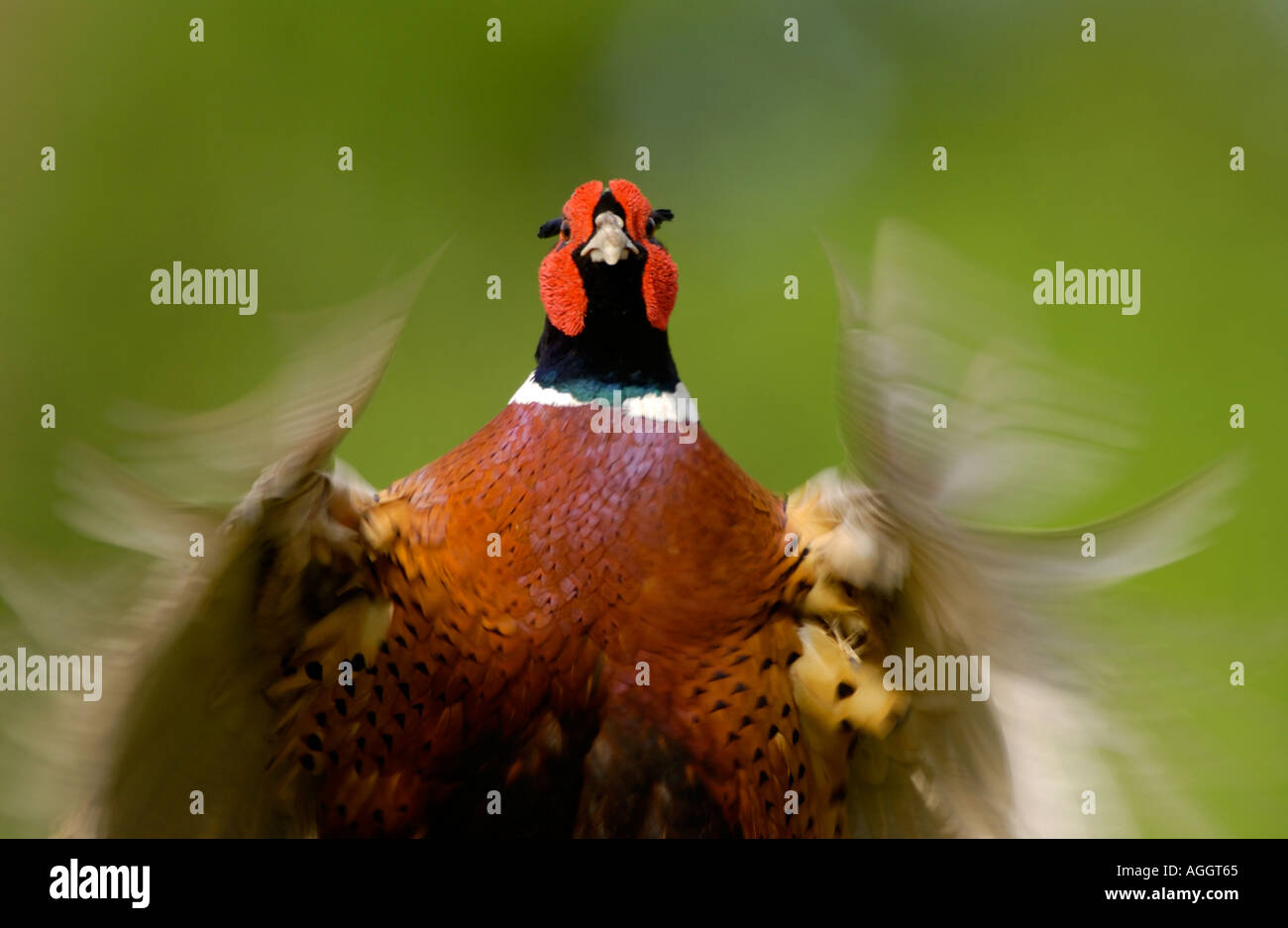 Common Pheasant displaying close up Oxfordshire UK Stock Photo