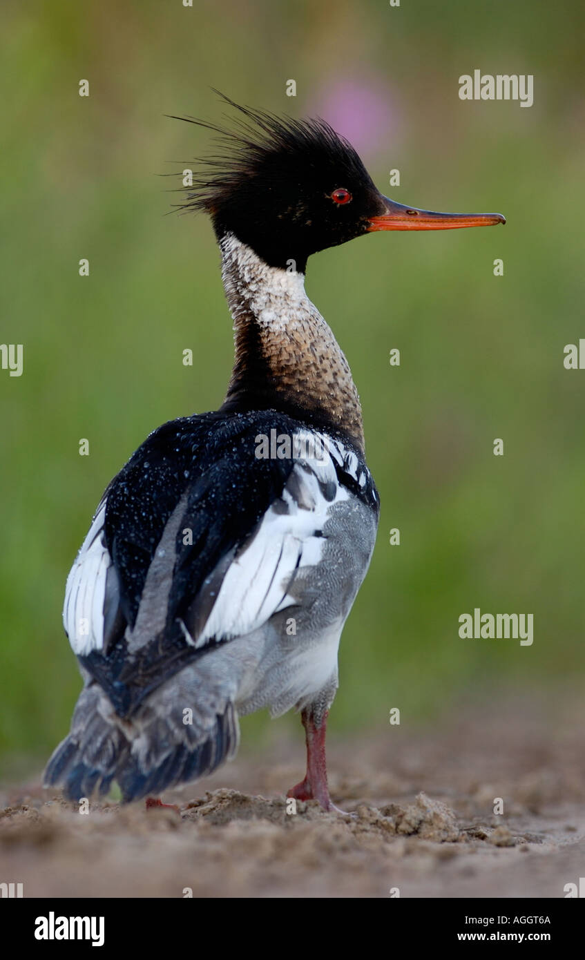 Red breasted Merganser standing Finland Stock Photo