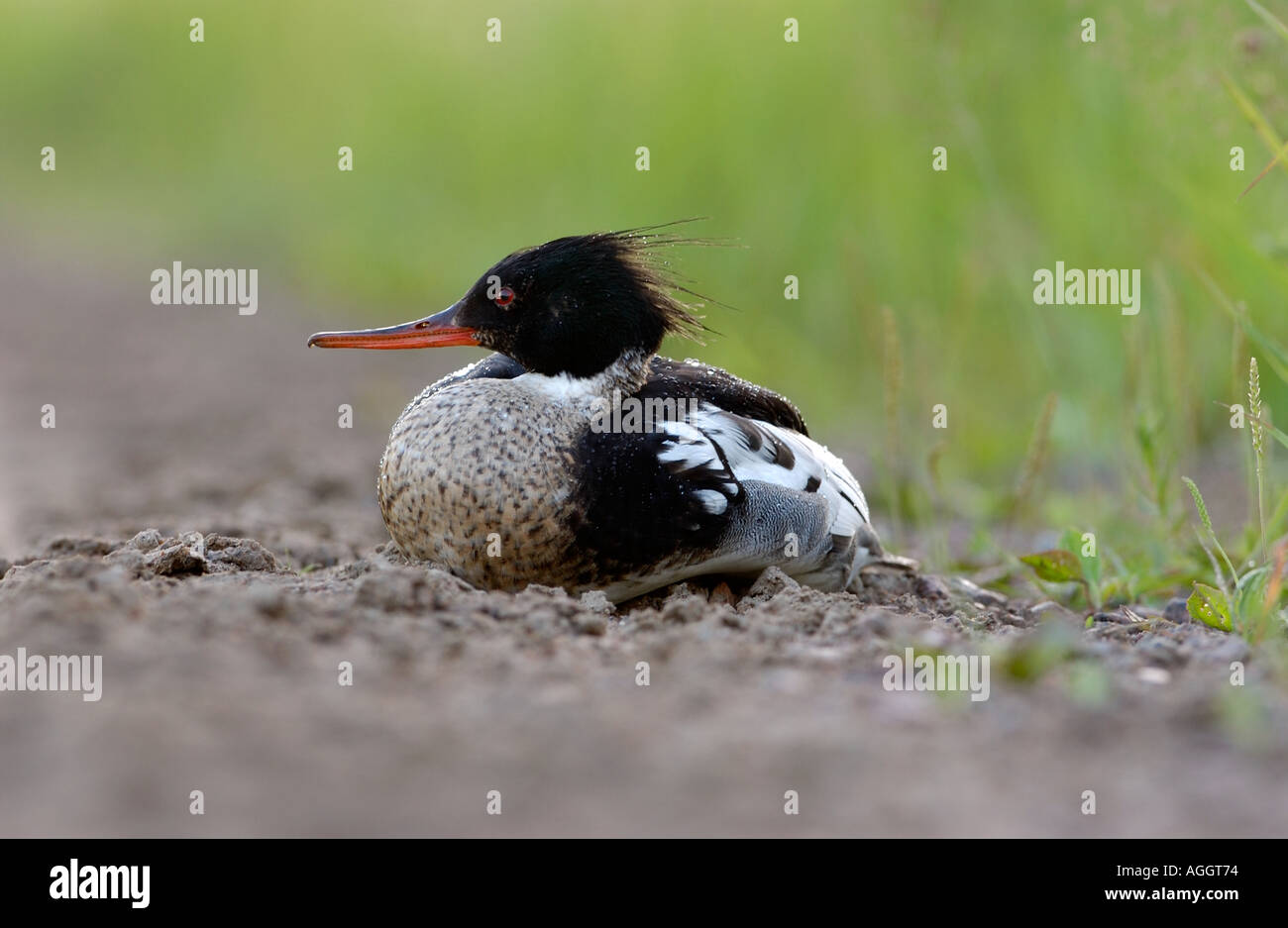 Red breasted Merganser sitting Finland Stock Photo