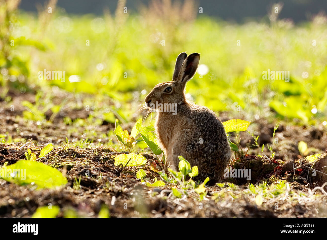 Brown hare against the light Stock Photo