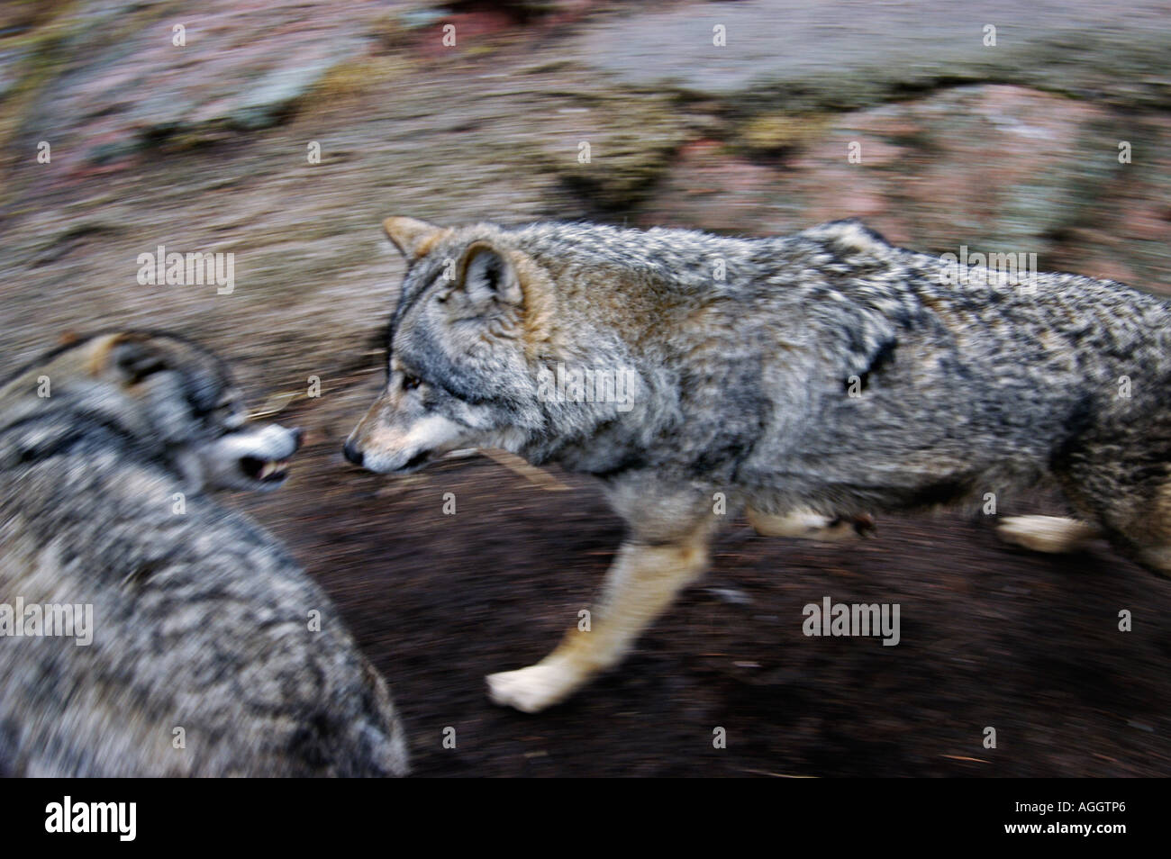Fight for survival hi-res stock photography and images - Alamy