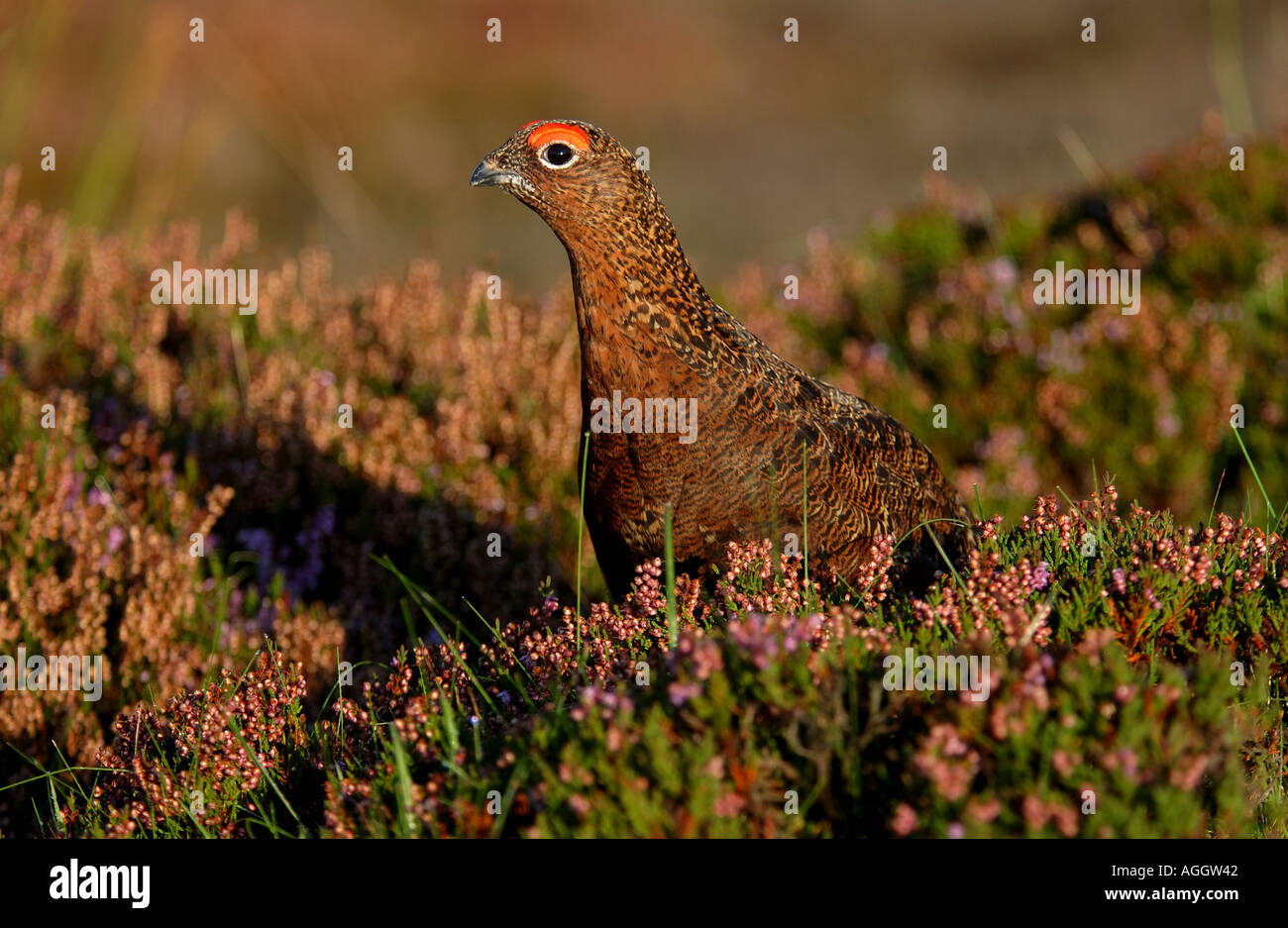 Male Red Grouse in heather Yorks UK Stock Photo