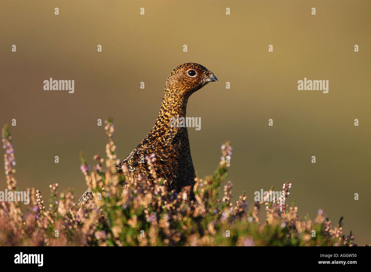 Female Red Grouse in heather Yorks UK Stock Photo