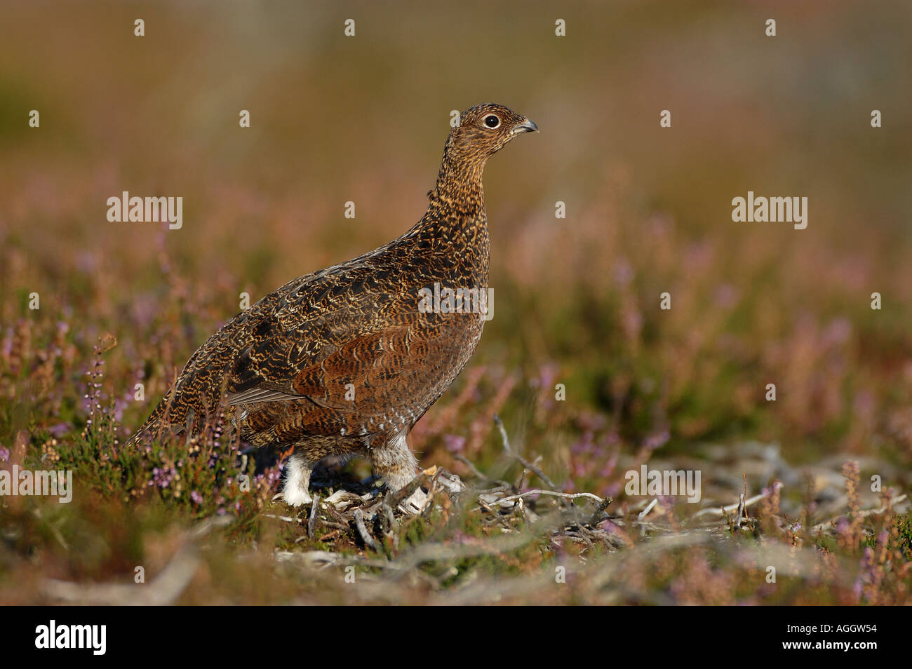 Female Red Grouse Yorks UK Stock Photo